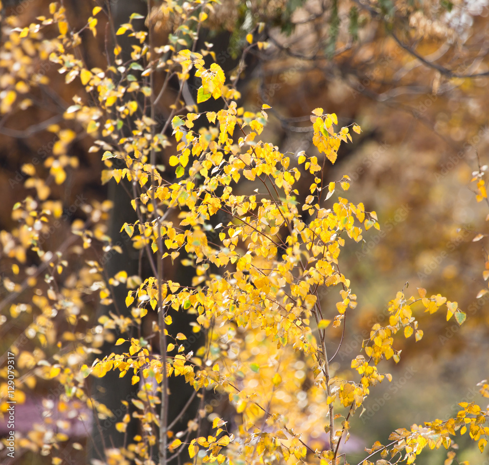 Fototapeta premium yellow leaves on the autumn nature