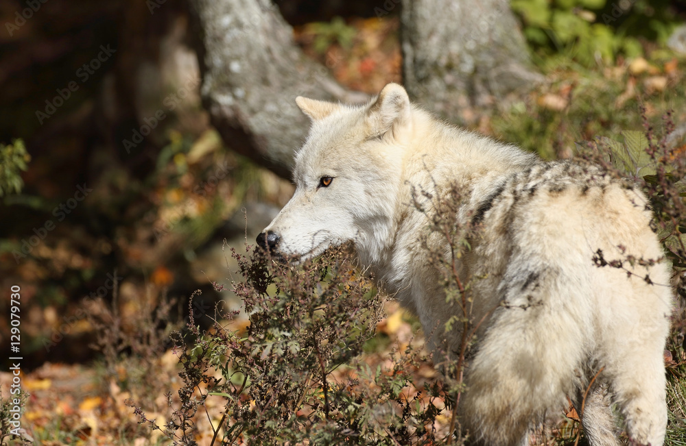 Obraz premium loup blanc dans les bois