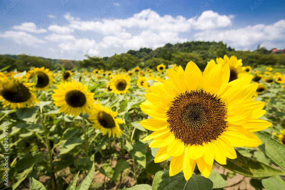 ヒマワリ畑のヒマワリの花 ヒマワリ畑のヒマワリの花