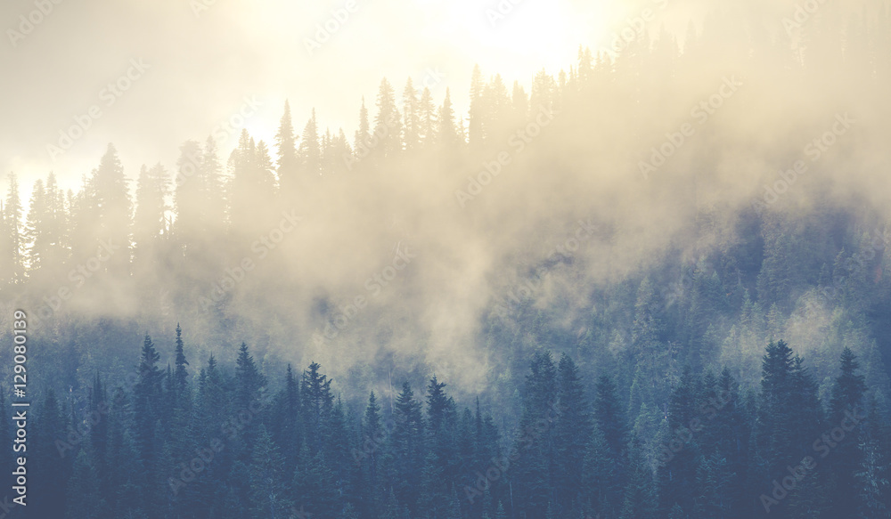 Plakat piękne lasy górskie pokrywające się dużą ilością mgły.