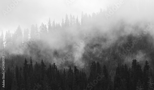 beautiful mountain forests covering with a lot of fog.