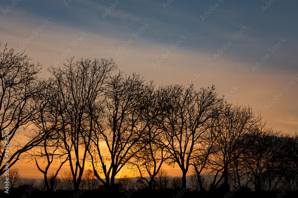 Row of trees in front of warm sunset