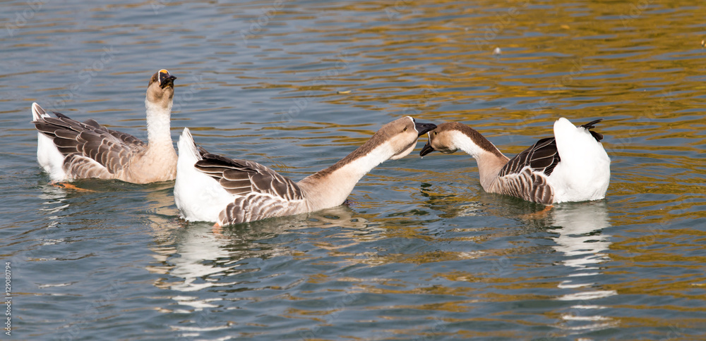 Obraz premium a flock of ducks on the lake in autumn
