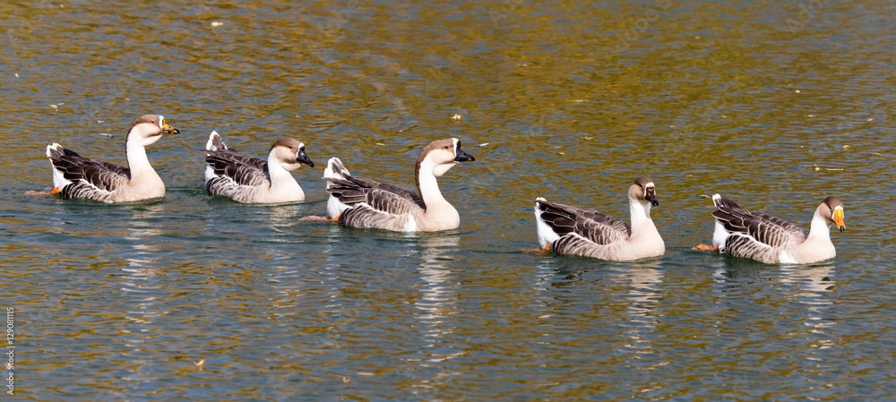 Fototapeta premium a flock of ducks on the lake in autumn