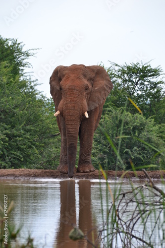 African Elephant