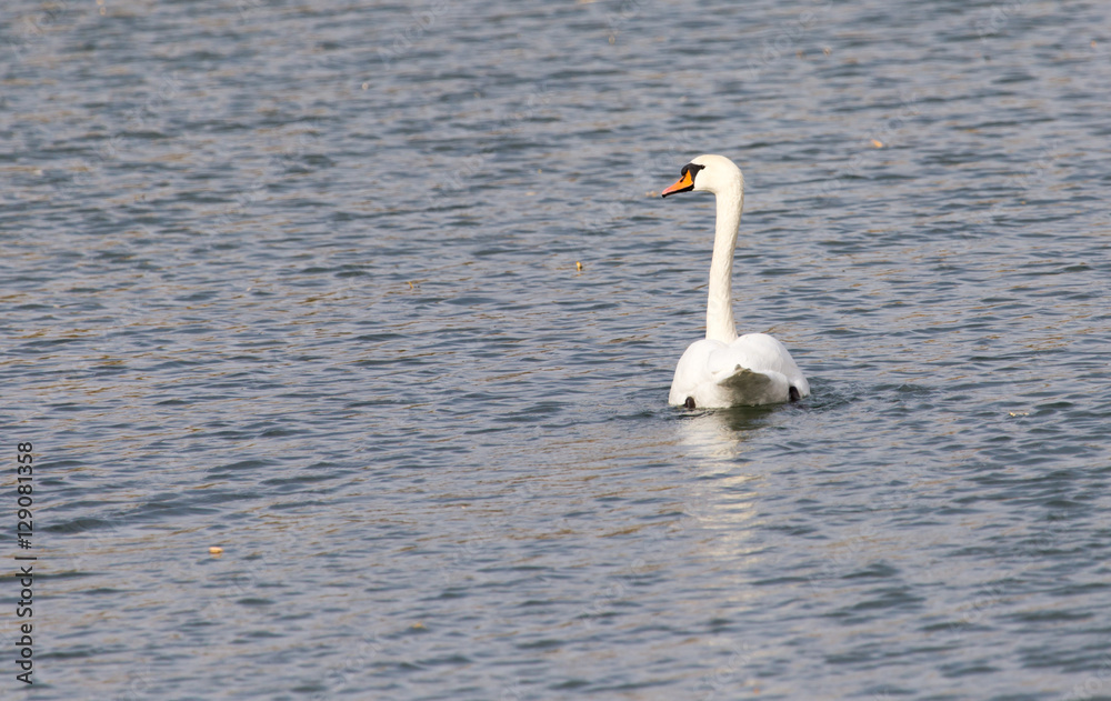 White swan on the lake in autumn