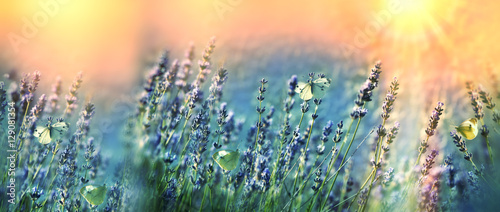Butterflies in the garden of lavender - flower garden lit by sunlight