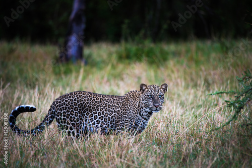 Wild leopard prowls through savannah