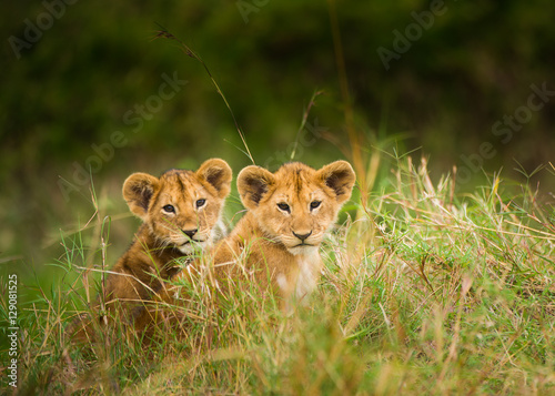 Wild lion cubs wait for mother to return from hunting