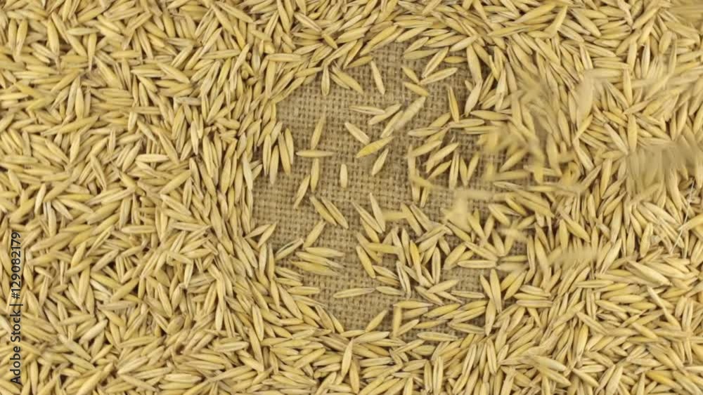 Falling oats grains on the rotating circle of oats lying on sackcloth. Falling oats grains on the rotating circle of oats lying on sackcloth.