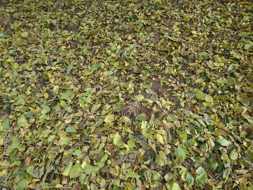 Obraz premium dut yaprakları