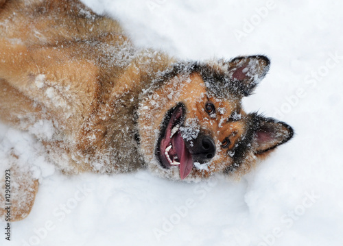 Head and shoulders of red dog rolling in snow