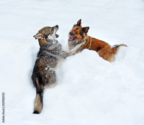Two dogs playing in a deep snowdrift photo