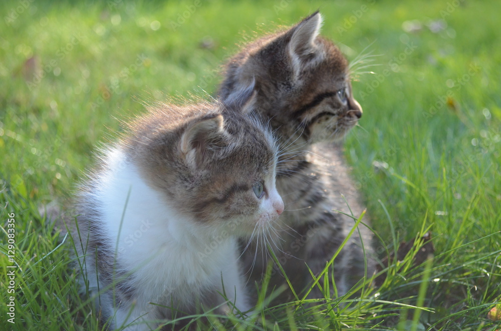 
little kittens on the green lawn
gray fluffy kittens