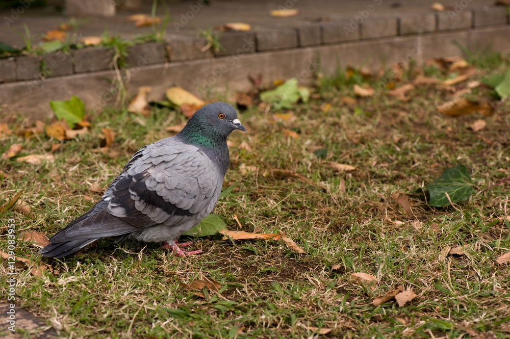 Obraz premium ハト