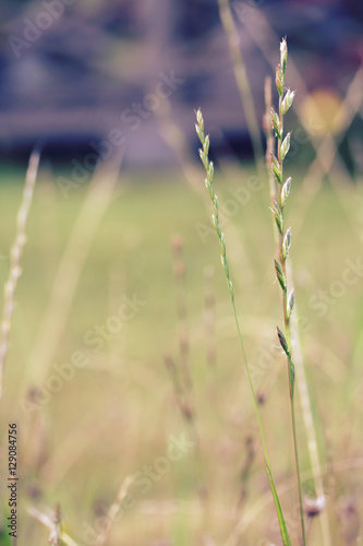 Wild cereal panicles in the garden