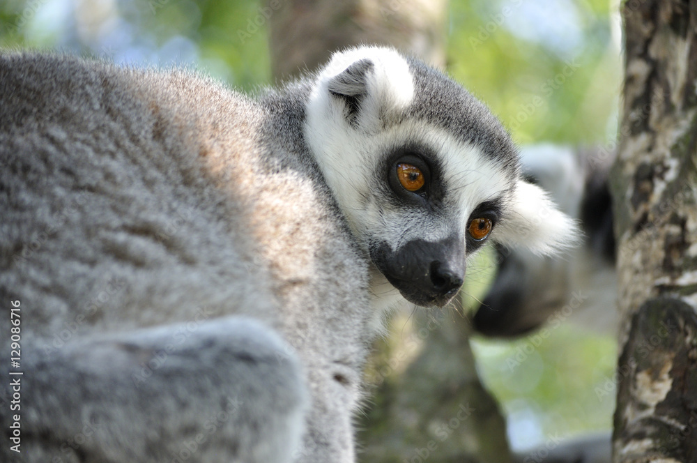 Fototapeta premium monkey in tree