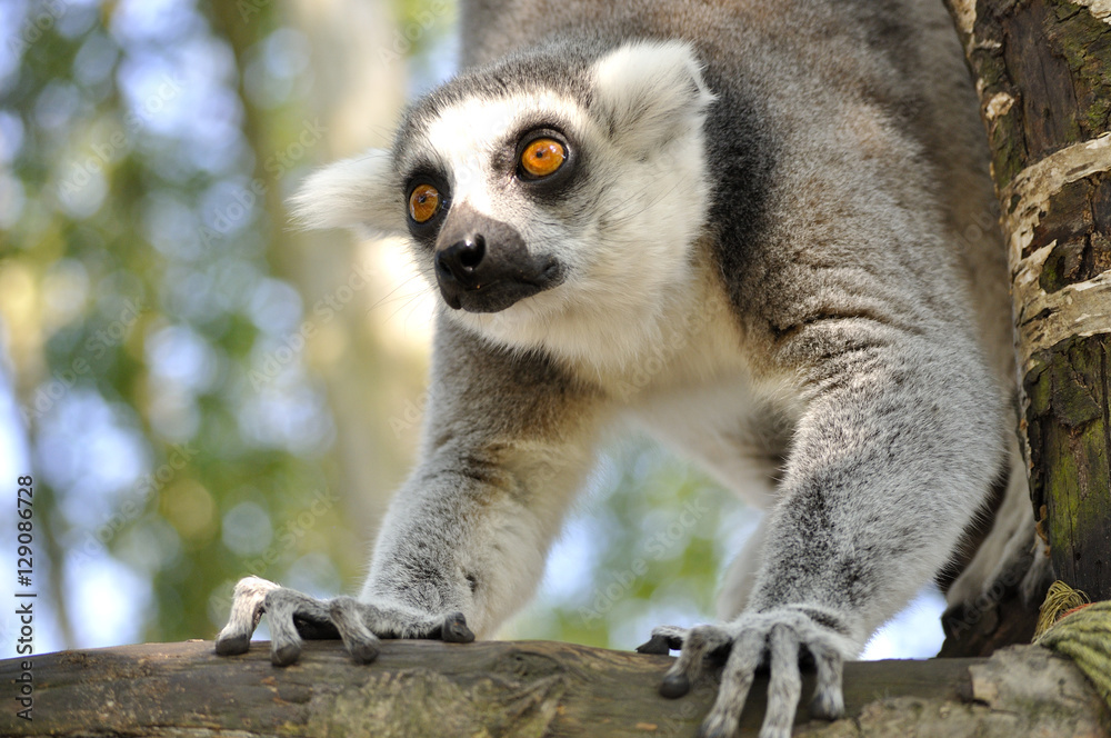 Obraz premium monkey in tree