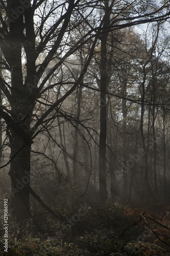Fog and sunrays in the forest . Autumn. Netherlands. Sunrays. 