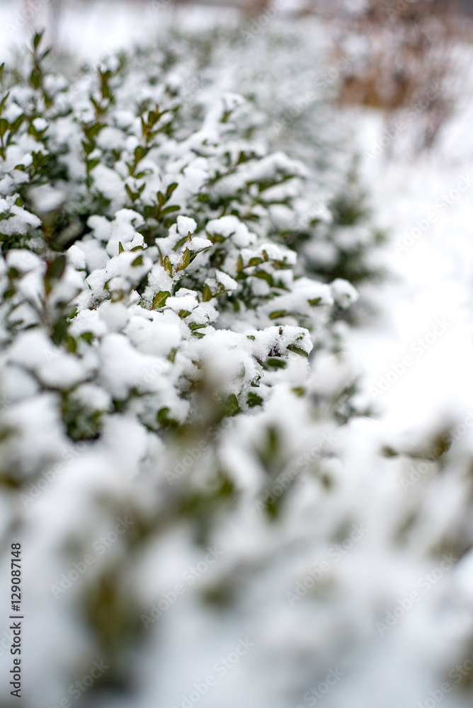 fresh grass under the snow, green grass under the first snow