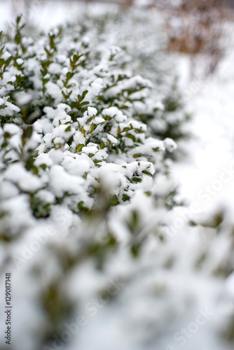 fresh grass under the snow, green grass under the first snow © liliiarovenska
