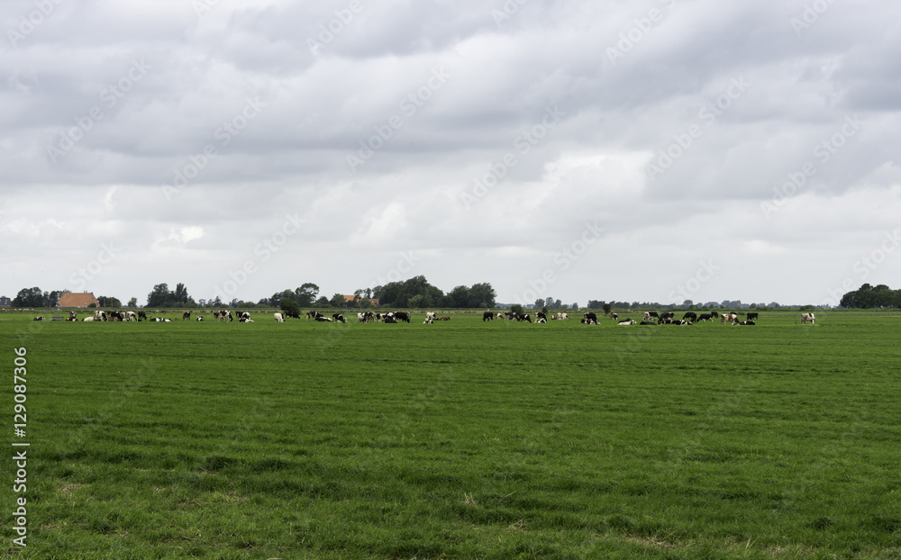 group of cows in  Holland