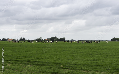 group of cows in Holland