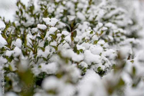 fresh grass under the snow, green grass under the first snow © liliiarovenska