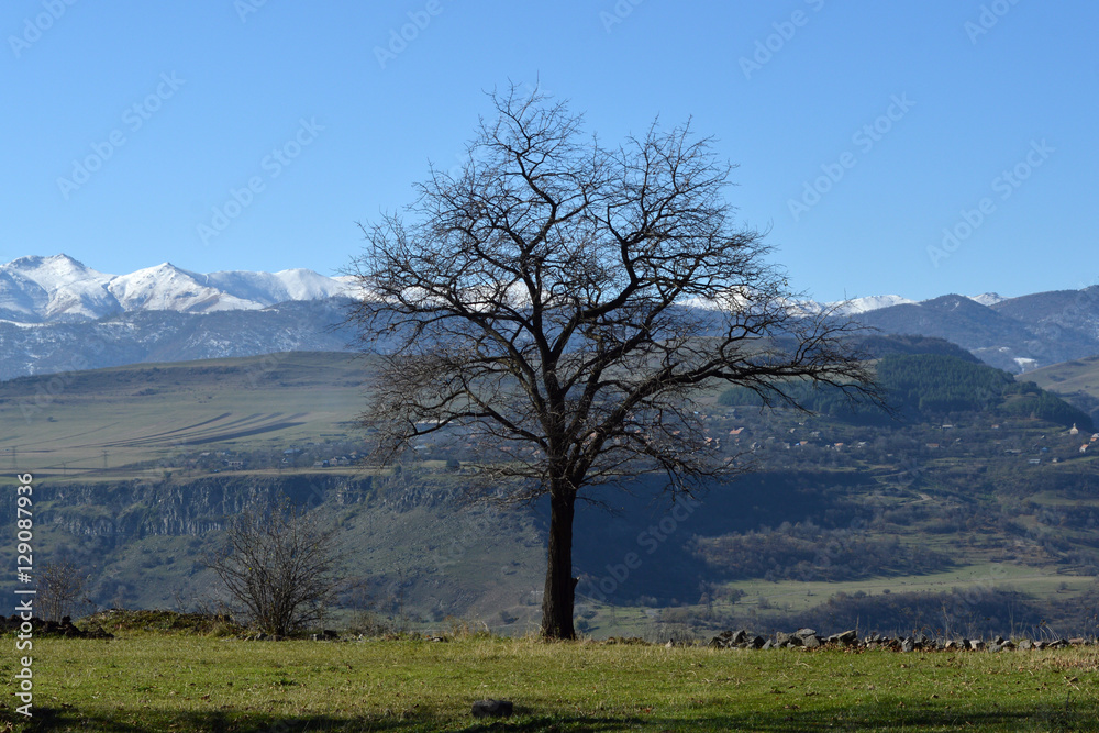 Dry tree standing on the edge of a canyon Dry tree standing on the edge of a canyon