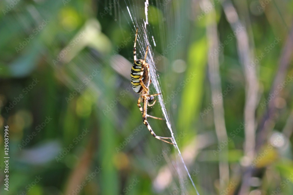 Seitenansicht einer Wespenspinne (Argiope bruennichi)
Seitenansicht einer Wespenspinne (Argiope bruennichi)