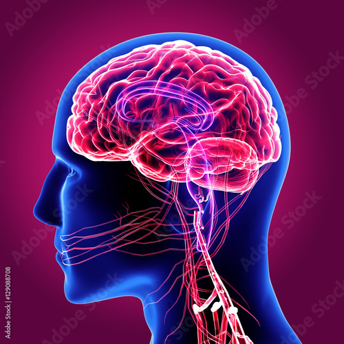3d illustration human body brain photo