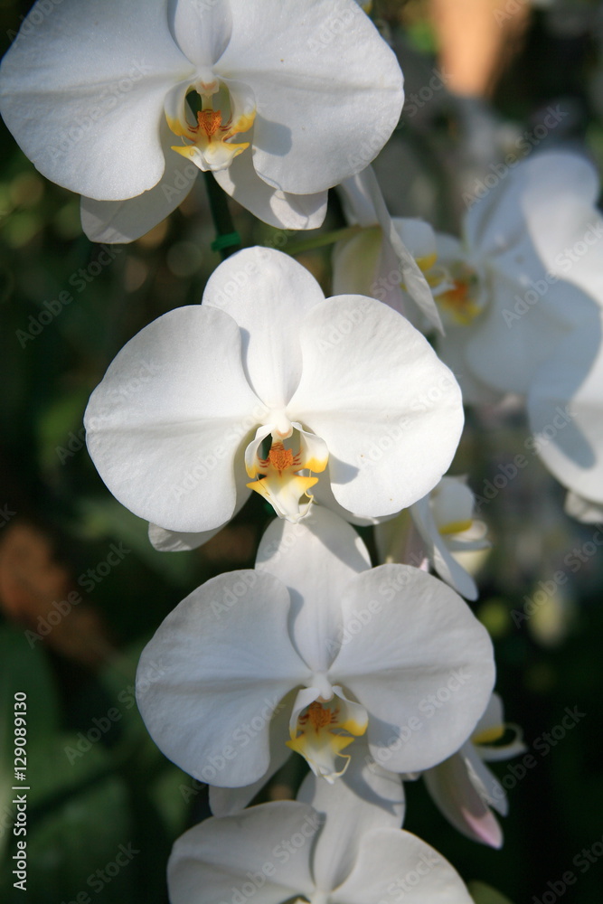 Fototapeta premium White orchids