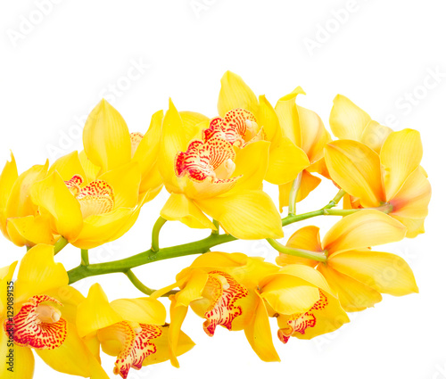 Fototapeta Naklejka Na Ścianę i Meble -  yellow fresh orchid blooming flowers stem isolated on white background