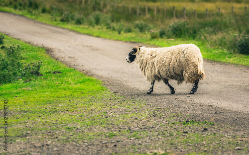 Фотография Scottish Blackface sheep crossing road