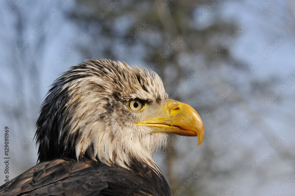 Fototapeta premium Aquila di mare testa bianca