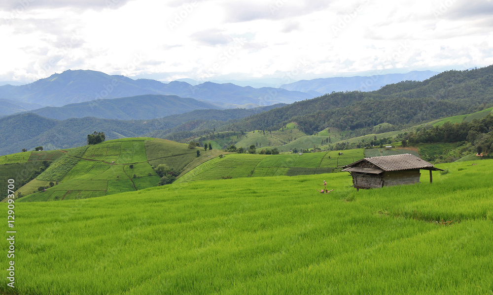 Rice Terrace at chiang mai in northern Thailand