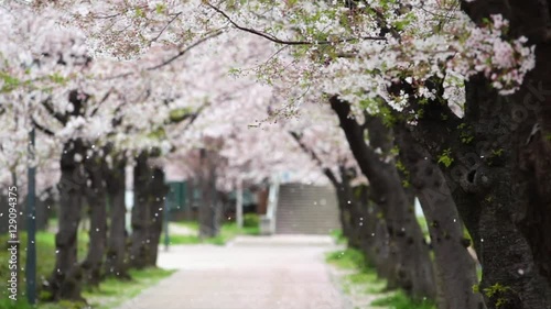 桜吹雪