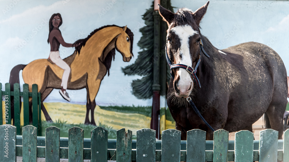 Obraz premium Portraits