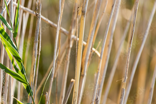 Quadro su tela bulrush outdoors in autumn