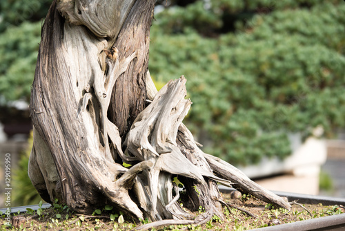 Stump of a Bonsai tree in a traditional Chinese garden