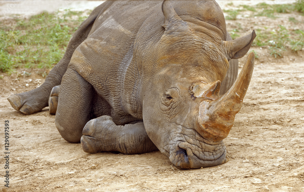Fototapeta premium Frontal closeup of a Southern White Rhinoceros in repose