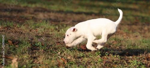parson russell terrier im laufen © shortychili