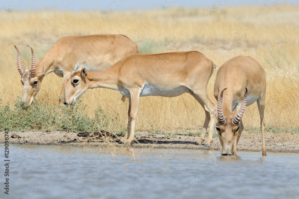 Wild Saiga antelopes at the watering place in the steppe Wild Saiga antelopes at the watering place in the steppe
