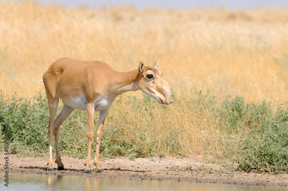 Wild female Saiga antelope at the watering place in the steppe Wild female Saiga antelope at the watering place in the steppe