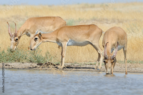 Wild Saiga antelopes at the watering place in the steppe