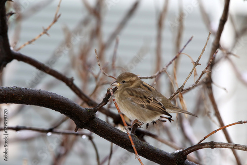 oiseau  photo