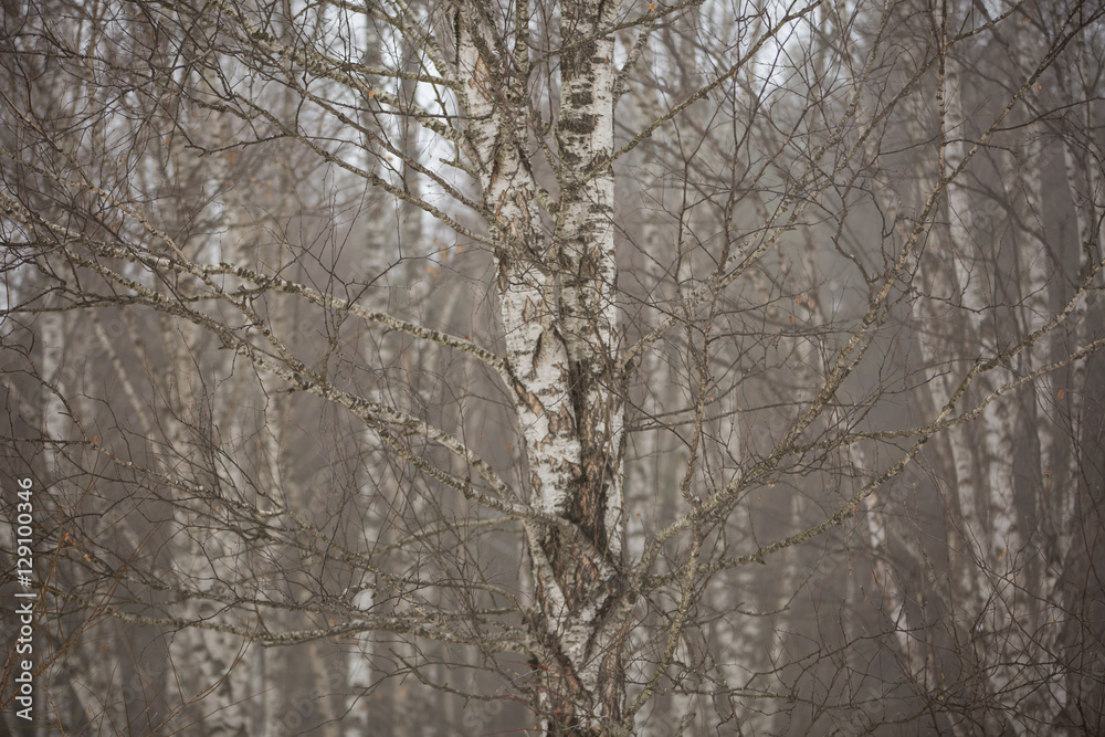 Birch trees without leaves in winter misty forest in the mountains of the Central Caucasus. Birch trees without leaves in winter misty forest in the mountains of the Central Caucasus.