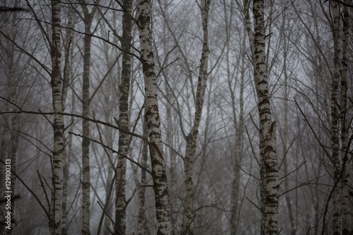 Birch trees without leaves in winter misty forest in the mountains of the Central Caucasus.