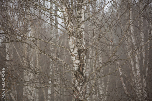 Birch trees without leaves in winter misty forest in the mountains of the Central Caucasus.