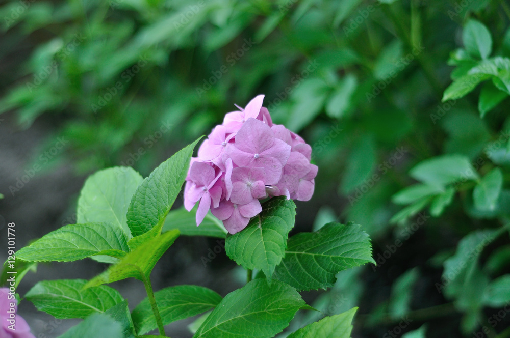 Flowers Flowers
